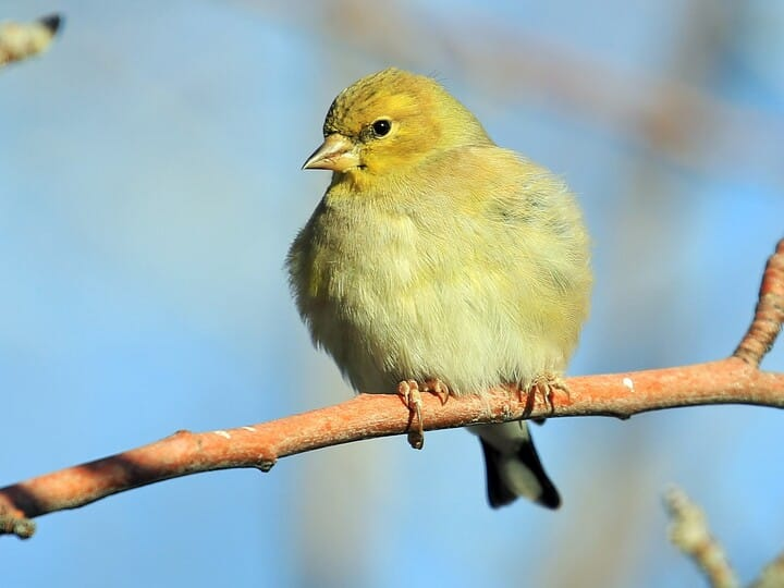 <p>American Goldfinch</p>