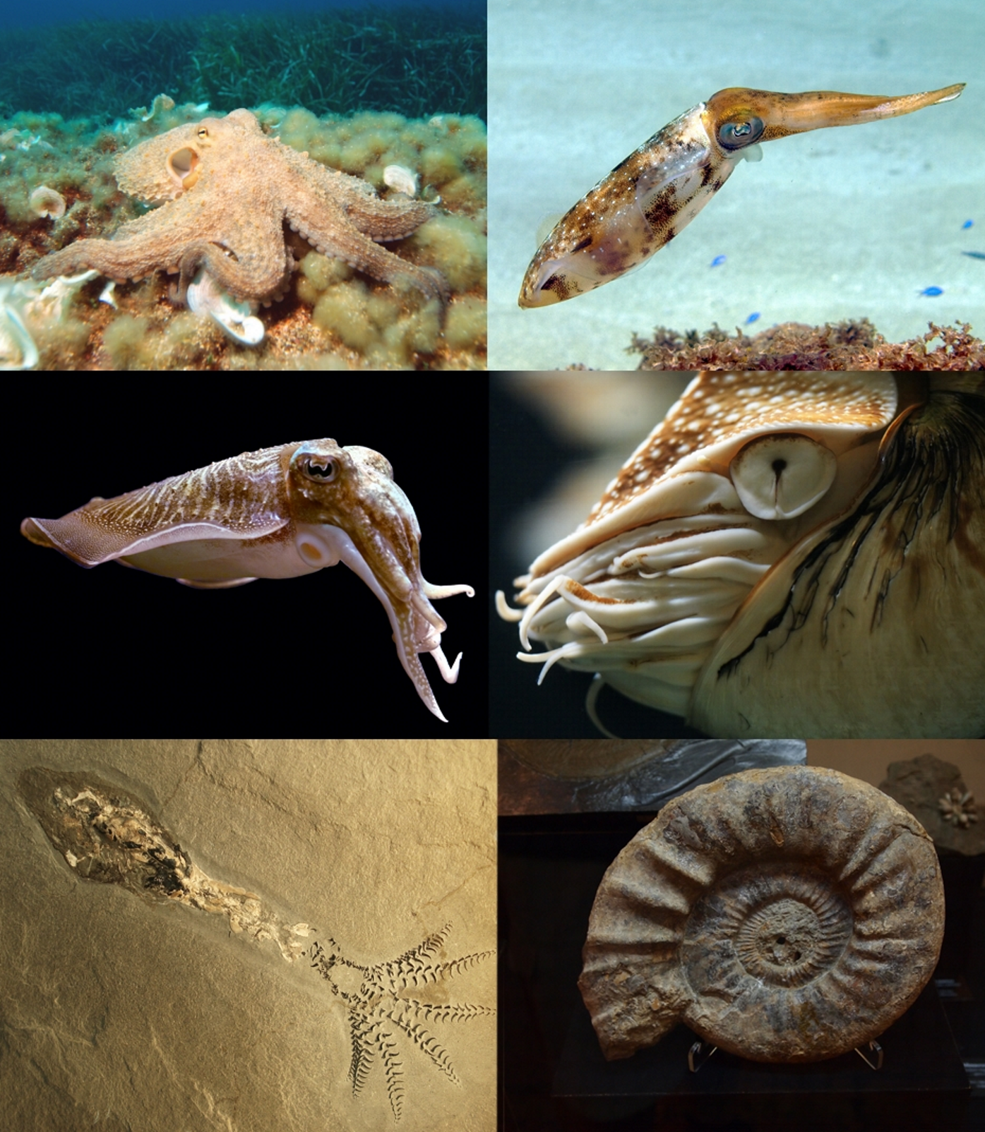 <ul><li><p>mollusc class</p></li><li><p>octopus, squid, cuttlefish, nautilus </p></li><li><p>external shell only in nautiluses, internal cuttlebone or pen in many forms (shell absent)</p></li><li><p>large head and beak</p></li></ul><p></p>