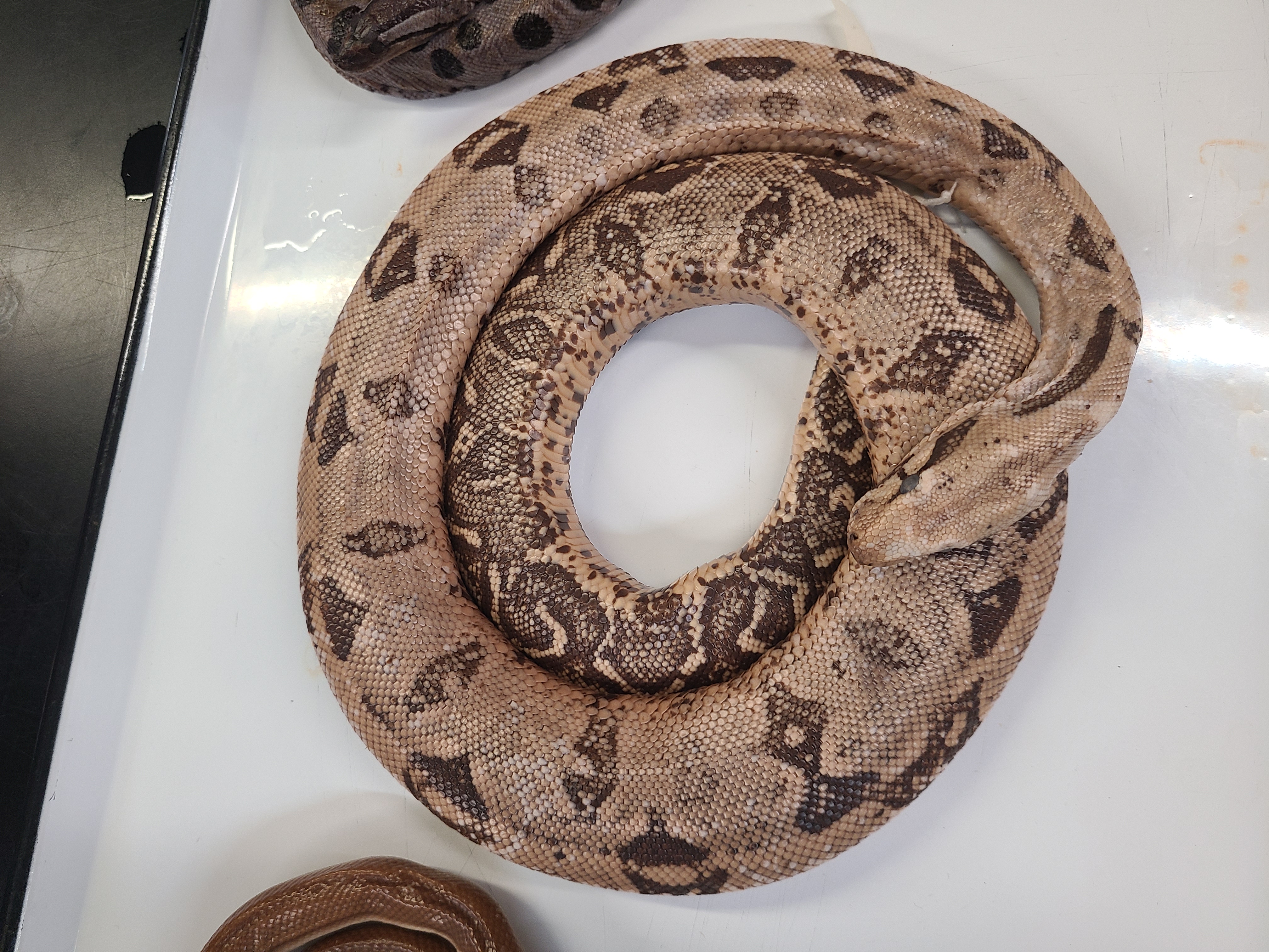 <p>Clade and Family of Boa constrictor</p>