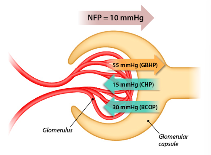 <p>Filtration is driven by <strong>pressure differences</strong></p>