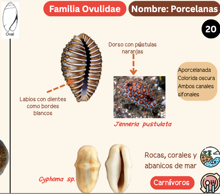 <p><strong>FILO </strong>Mollusca<strong><br>CLASE </strong>Gastropoda<br><strong>SUBCLASE </strong>Caenogastropoda<br><strong>ORDEN </strong>Littorinimorphia<br><strong>FAMILIA </strong>Ovulidae<br><strong>GÉNERO </strong><em><u>Jenneria pustulata</u></em><br><strong>NOMBRE COMÚN </strong>Porcelanas<strong><br>CARACTERÍSTICAS </strong>Aporcelanadas y colorida oscura, ambos canales sifonales.Labios con dientes como bordes blancos. Dorso con pústulas naranjas.<br><strong>RÁDULA </strong>Tenioglossa<strong><br>ALIMENTACIÓN  </strong>Carnívoros<strong><br>HÁBITAT </strong>Rocas, corales y abanicos de mar.</p>