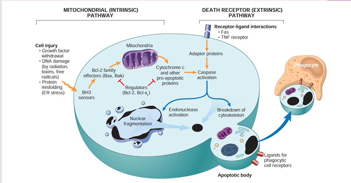 <ul><li><p><em>Definition:</em> Regulated cell death (RCD) driven by the activation of <strong>caspases</strong>. Can be physiologic or pathologic.</p></li><li><p><strong>Key Features:</strong></p><ul><li><p>Cell shrinkage.</p></li><li><p>Chromatin condensation and fragmentation.</p></li><li><p>Plasma membrane remains <em>intact</em> (but forms blebs).</p></li><li><p>Formation of <strong>apoptotic bodies</strong> (membrane-bound fragments containing organelles).</p></li><li><p><strong>NO inflammation.</strong> (Apoptotic bodies are rapidly phagocytosed by macrophages before contents leak).</p></li></ul></li><li><p><strong>Pathways:</strong></p><ul><li><p><em>Intrinsic (Mitochondrial) Pathway:</em> Triggered by cellular stress/DNA damage. Cytochrome c leaks from mitochondria → activates Caspase-9. (Regulated by Bcl-2 family proteins).</p></li><li><p><em>Extrinsic (Death Receptor) Pathway:</em> Triggered by external signals (e.g., FasL binding to Fas receptor, or TNF binding to TNFR). Activates Caspase-8.</p></li></ul></li></ul><p></p>