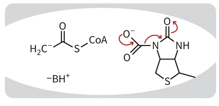 <p>carboxybiotin decarboxylates.</p>