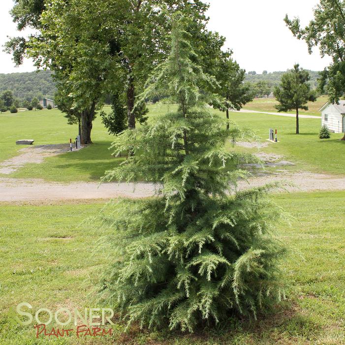 <p>Deodar Cedar</p>