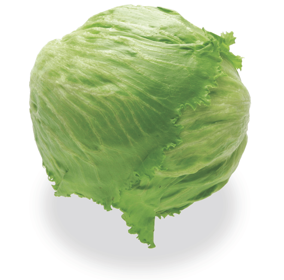 <p>Iceberg lettuce / Alface americana</p>