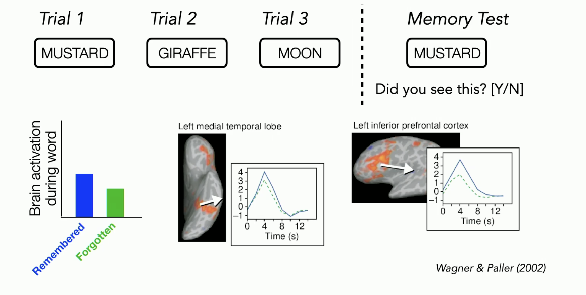 <p><strong>seeks to answer question</strong></p><ul><li><p>if the hippocampus is important for memory (which is what we think from HM), can we find evidence that activity in the hippocampus predicts whether you are going to remember something or not?</p></li></ul><p><strong>Task</strong></p><ul><li><p>individual is sitting in fMRI scanner during the task</p></li><li><p>three trials where each trial a pariticpant is presented with a different word</p></li><li><p>measure brain activity while participant sees each of these words</p></li><li><p>later, memory task is given where participant is asked whether a word from the trials was seen</p><ul><li><p>if person says yes → they remembered</p></li><li><p>if person says no → they forgot</p></li></ul></li><li><p>responses of the memory tests are taken and trial brain activity is labeled based on whether participant later remembered or forgot the word</p></li></ul><p><strong>results</strong></p><ul><li><p>we find a few different brain regions where</p><ul><li><p>get more brain activity for subsequently remembered items than for subsequently forgotten items</p></li></ul></li><li><p>brain activity located in the MTL and PFC</p></li></ul><p><strong>conclusion</strong></p><ul><li><p>MTL (and PFC) involved in successful encoding</p></li></ul><p></p>