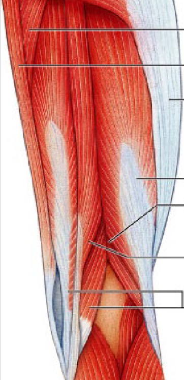 <p>adductor magnus</p>