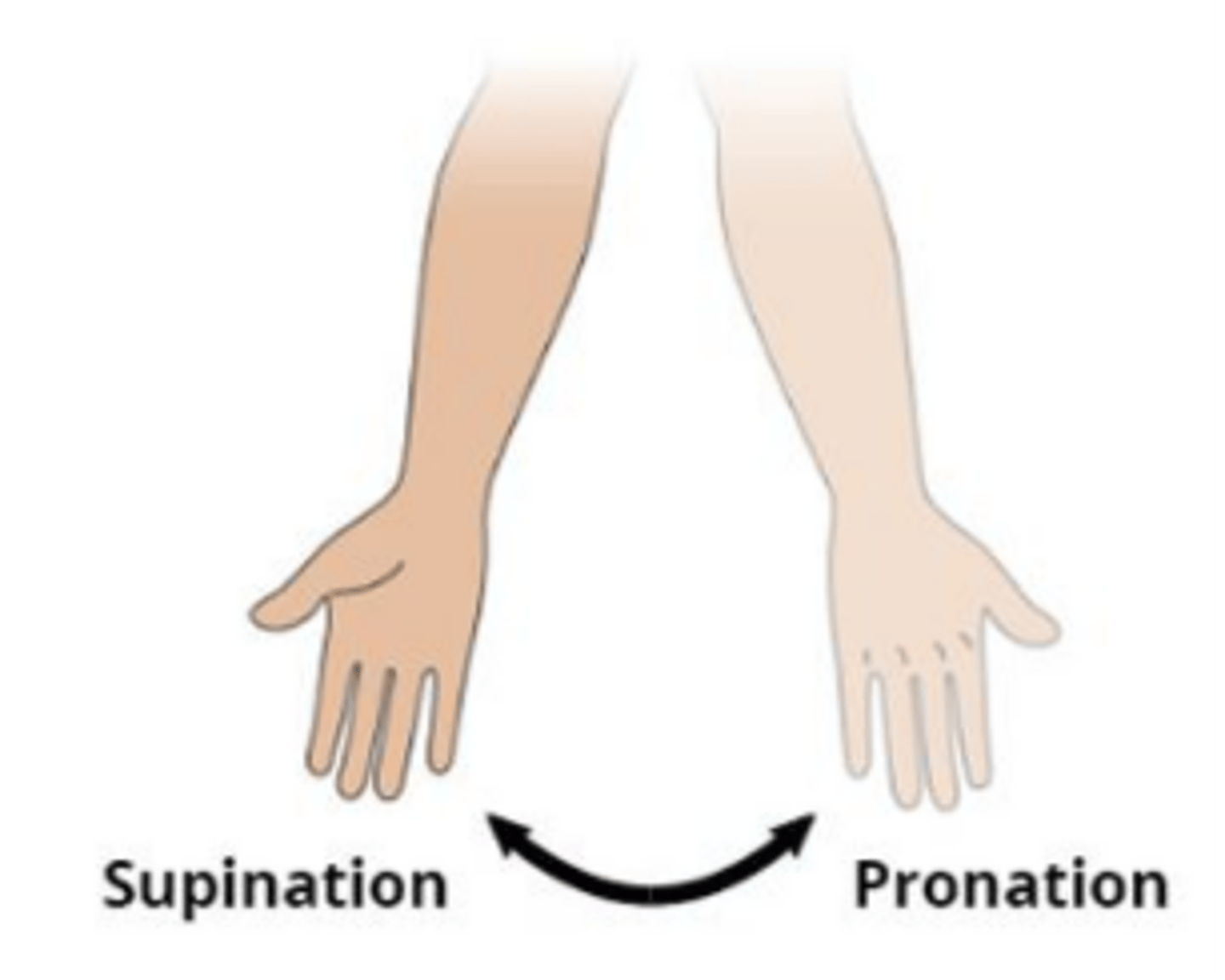 <p>turning the hand to a palm down or palm up position</p>