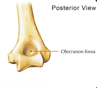<p>Big divot on other side, posterior</p>