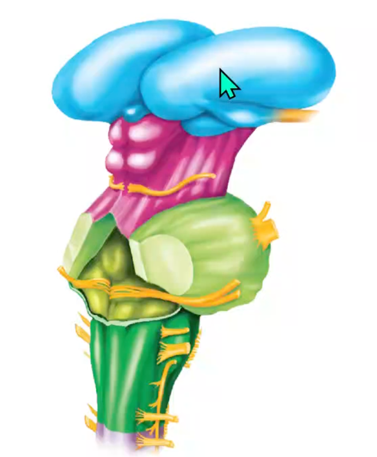 term image