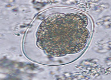 <p>Name both possible species; common name</p>