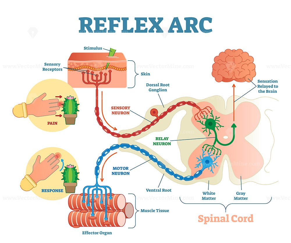 <p>Identify reflex arc component parts</p>