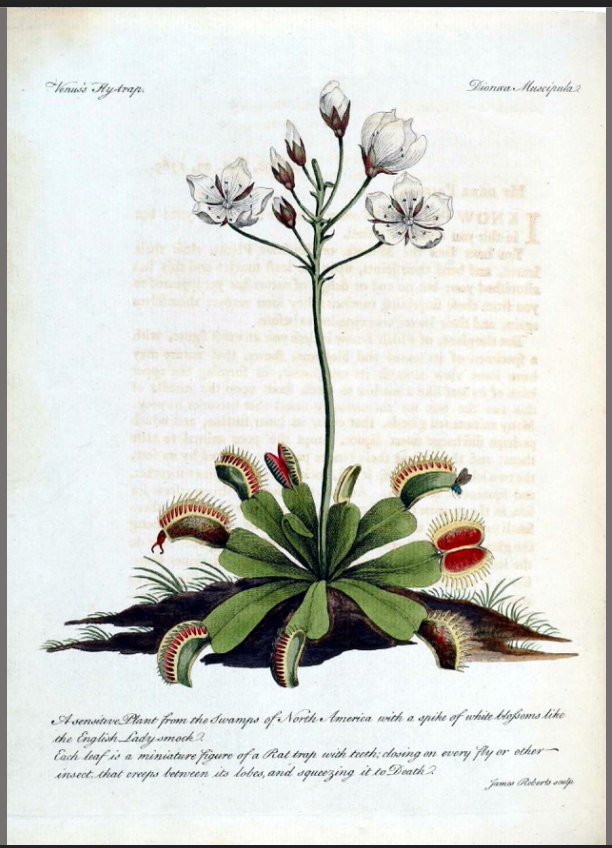 <p>John Ellis, 1770</p>