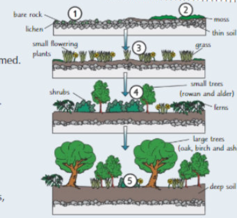 <p>Bare rock to woodland</p><ul><li><p>Pioneer species colonise the rocks e.g. lichens grown on + break down rocks, releasing minerals</p></li><li><p>Lichens die + are decomposed helping to form a thin soil - thickens as more organic material is formed - so other species e.g. mosses can grow</p></li><li><p>Larger plants that require water → can move in as soil deepens, e.g. grasses +flowering plants → soil continues to deepen as larger plants die + decomposed</p></li><li><p>Shrubs, ferns + small trees begin to grow → out-compete the grasses + smaller plants to become the dominant species. Diversity increases.</p></li><li><p>The soil is finally deep + rich enough in nutrients to support large trees → these become the dominant species + the climax community is formed</p></li></ul><p></p>