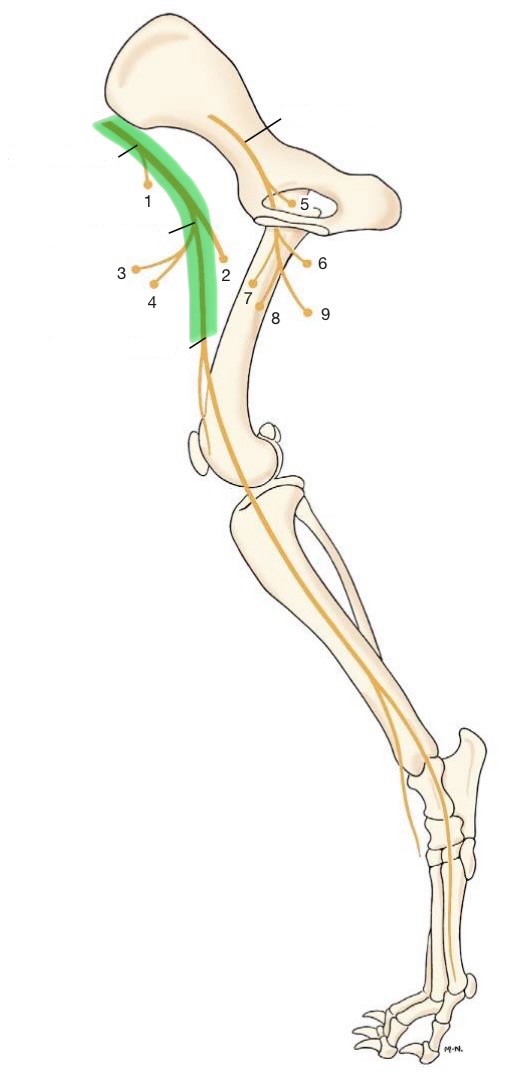 <p>originates from L4-5/6</p><p>gives of saphenous branch</p><p>responsible for stifle extension to support weight of the pelvic limb</p><p>innervates:</p><ul><li><p>sartorius</p></li><li><p>skin on medial side of thigh, stifle, leg, tarsus, paw</p></li></ul><p></p>