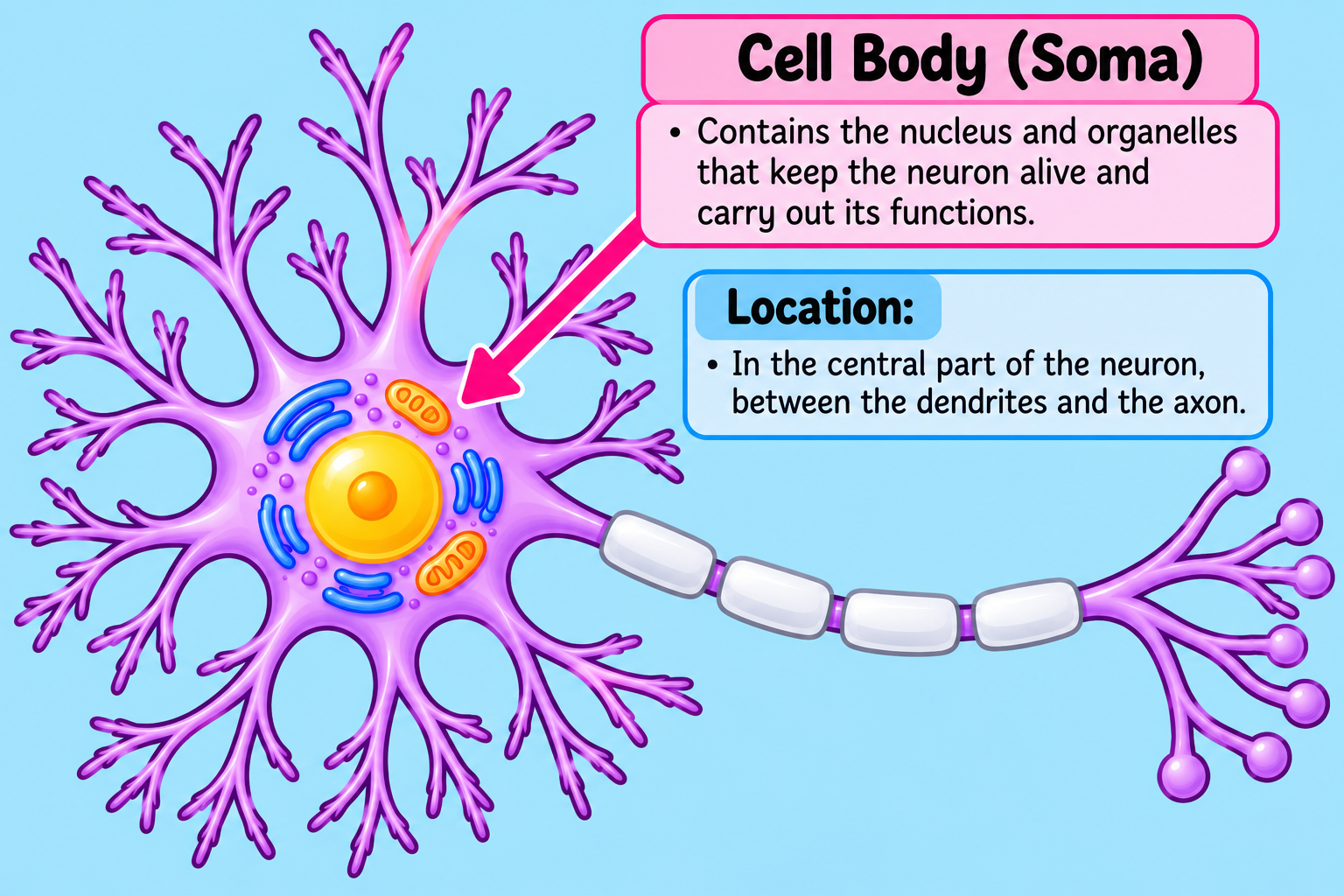 <p><span data-name="star" data-type="emoji">⭐</span> <strong>Memory trick:</strong><br><strong>Cell BODY = the main BODY of the neuron.</strong></p><p><strong>Think: Dendrites <span data-name="deciduous_tree" data-type="emoji">🌳</span> → CELL BODY <span data-name="purple_circle" data-type="emoji">🟣</span> → Axon <span data-name="arrow_right" data-type="emoji">➡</span></strong></p>