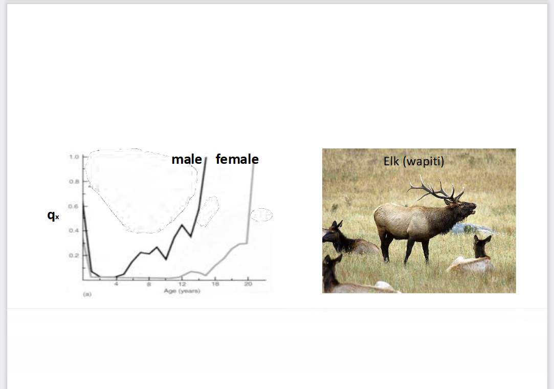 <p>Why Do Male Elk Die So Much Sooner?</p>