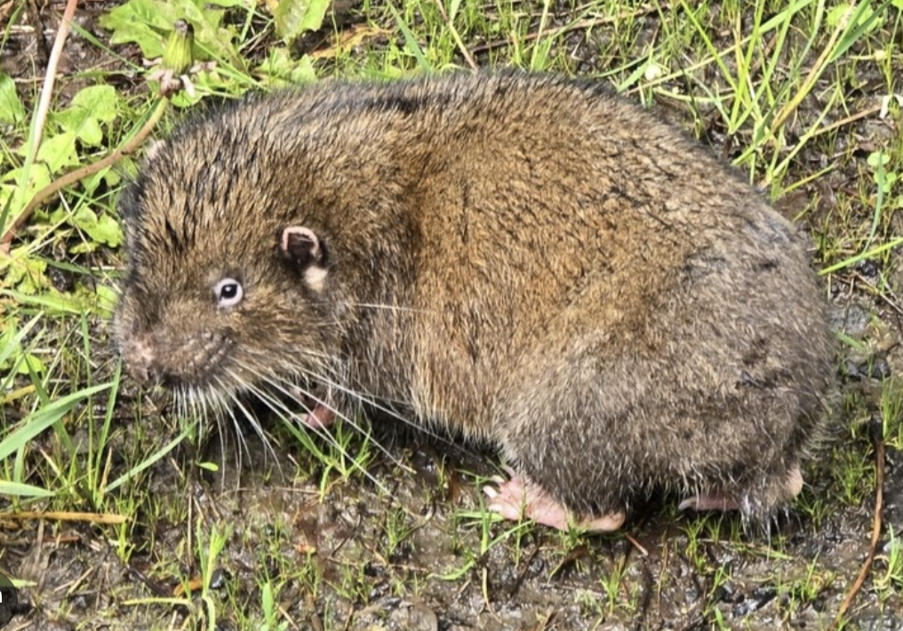 <p>Aplodontia rufa</p><p>Aplodontiidae</p><p>Rodentia</p><p>Euarchontoglires</p><p>Eutheria</p><p>Theria</p><p>Mammalia</p>