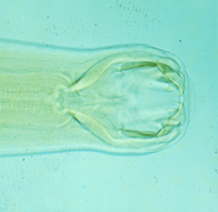 <p>Hookworm</p>