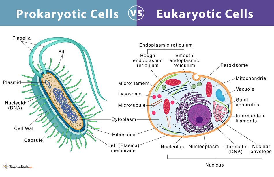 <p>a type of cell that lacks a membrane-enclosed nucleus and membrane-enclosed organelles; dna floats freely</p><ul><li><p>simpler and usually smaller than eukaryotic cells</p></li><li><p>characteristic of organisms in domains<strong> Bacteria and Archaea </strong>(kingdoms)</p></li><li><p>circular dna</p></li></ul><p></p>