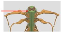 knowt flashcard image