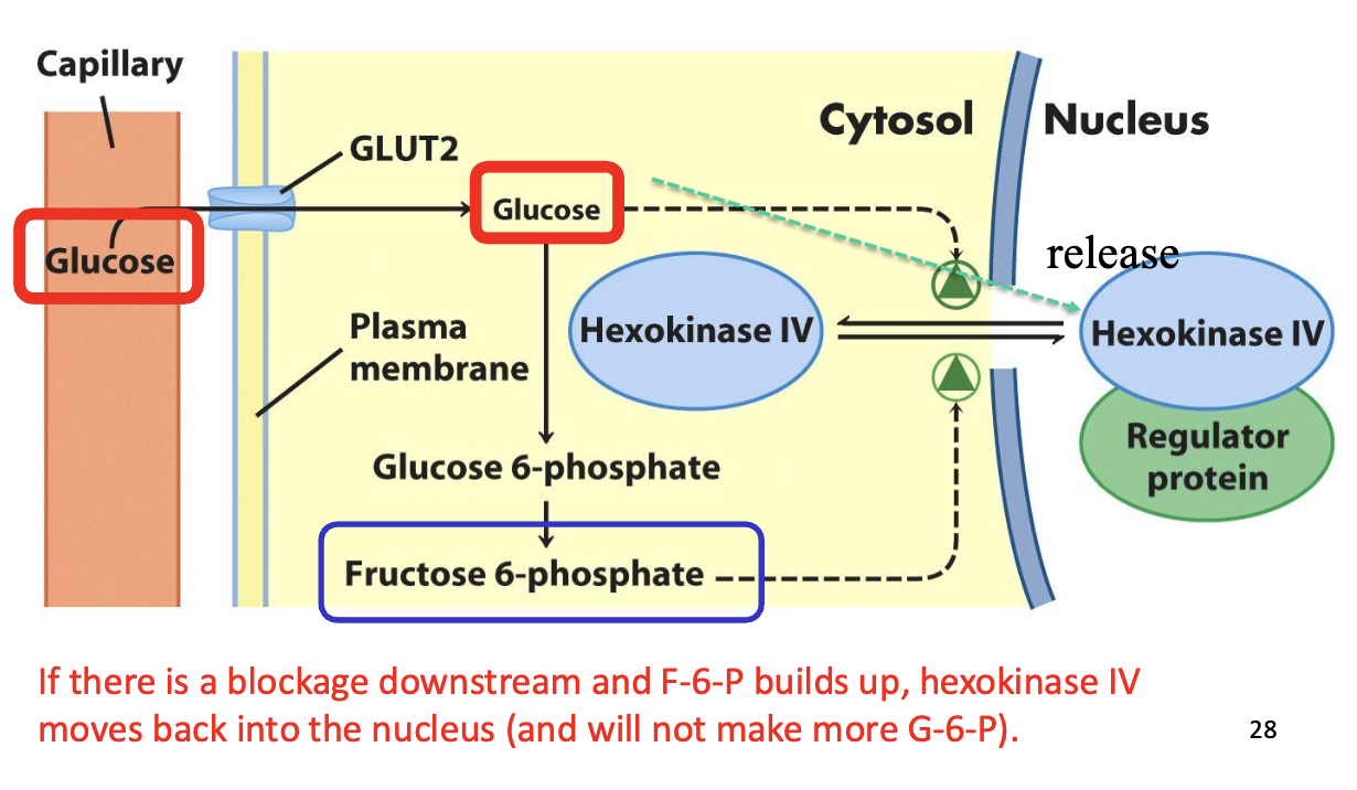 <ul><li><p><strong>Function:</strong> Phosphorylates glucose → glucose-6-phosphate (G6P) only at <strong>high blood glucose</strong> (after meals)</p></li><li><p><strong>Low affinity:</strong> Km ~10 mM → inactive at normal glucose (~5 mM)</p></li><li><p><strong>Cooperative enzyme:</strong> Activity increases sharply with rising glucose</p></li><li><p><strong>Regulation by subcellular localization:</strong></p><ul><li><p>Stored in <strong>nucleus</strong> when glucose is low or F6P builds up → inactive</p></li><li><p><strong>Released into cytoplasm</strong> when [glucose] rises → active</p></li><li><p>Helps liver <strong>prevent excess G6P production</strong> when not needed</p></li></ul></li><li><p><strong>Feedback by metabolites:</strong></p><ul><li><p>F6P buildup → sequesters enzyme in nucleus</p></li><li><p>High glucose → enzyme released to cytoplasm</p></li></ul></li><li><p><strong>Purpose:</strong> Acts as a <strong>glucose sensor</strong>, matches liver glucose phosphorylation to nutrient status</p></li></ul><p></p>