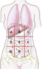 <p>abdominal and pelvic cavities</p>