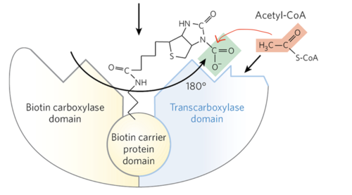 <p>The formation of malonyl CoA from acetyl CoA and bicarbonate is the rate-limiting step in fatty acid biosynthesis (Fig. 21-1, p. 745).</p><p>Write, with structures, the reaction which represents the activation of acetyl CoA. Draw a line connecting the two carbon atoms that are joined in this reaction.</p>