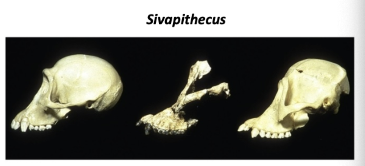 <p>extinct genus of great ape during miocene epoch, 14-8 mya, Asia</p>