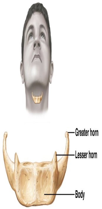 <p><strong>Hyoid Bone</strong></p><p>Where is the hyoid bone located?</p>
