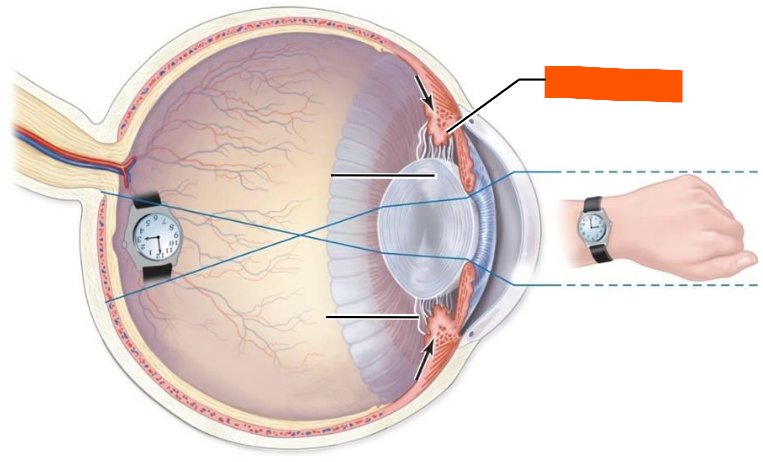<p>(Moves body closer to lens)</p>