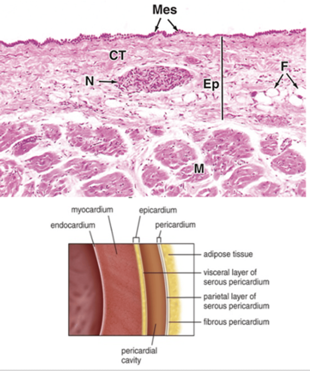 <p>What structures are contained within the epicardium?</p>