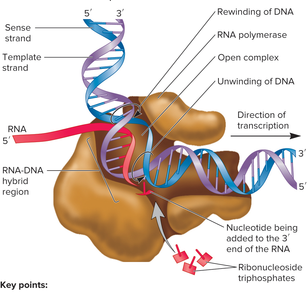 <p>When is the transcription bubble prodcuced in elongation</p>