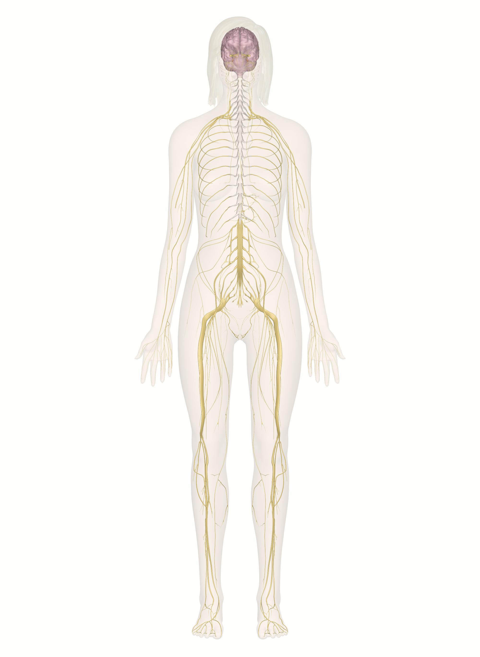 <p>nervous system</p>
