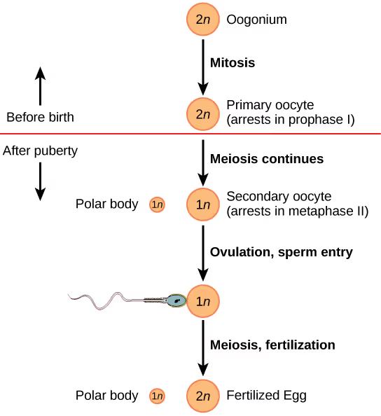 <p><span><strong>Primary oocytes:</strong></span> Arrest in prophase I before birth to preserve a supply of immature eggs for future reproductive years</p><p><span><strong>Secondary oocytes:</strong></span> Arrest in metaphase II after ovulation and only complete meiosis II if fertilisation by a sperm occurs</p><ul><li><p><span>Arrests ensure that usually only one egg matures per menstrual cycle and that meiosis is only completed when fertilisation is possible</span></p></li></ul><p></p>