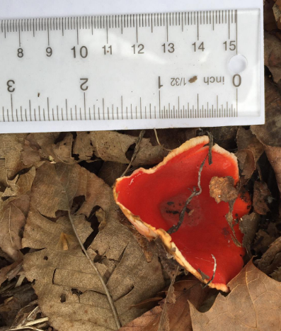 <p><span>Sarcoscypha austriaca</span></p>