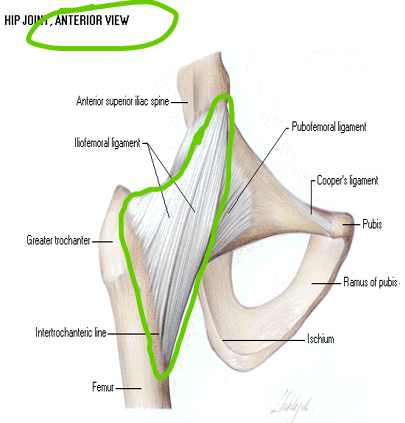 <p>ILIOFEMORAL LIGAMENT</p><p>•<strong>PA: </strong>Below AIIS, Ilial rim of acetabulum</p><p>•<strong>DA: </strong>Intertrochanteric Line</p><p><strong>•Extrinsic</strong></p><p>•<strong>FUNCTION:</strong></p><p>•Checks&nbsp;Hip hyperEXT</p><p>•Checks&nbsp;Hip ABD</p><p style="text-align: left;">(stopping hip from pulling away)</p><p></p>