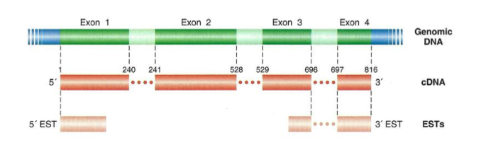 <p>By alignments of cDNA and EST to the genome</p>