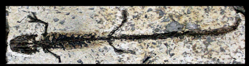 <ul><li><p>eocene </p></li></ul><p></p>