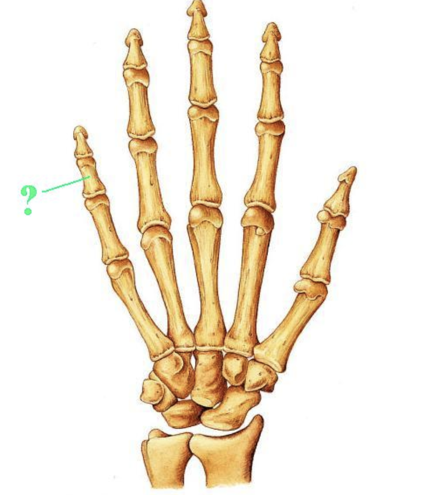 <p><span>Identify the indicated bone.</span></p>