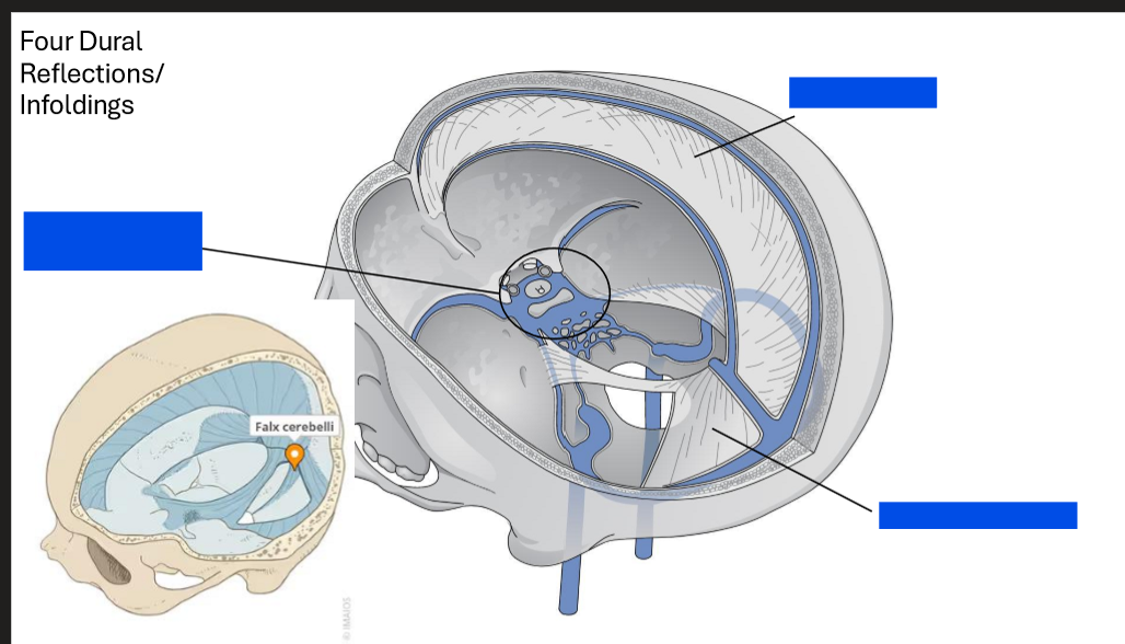 <p>Label these dural reflections/infoldings</p>