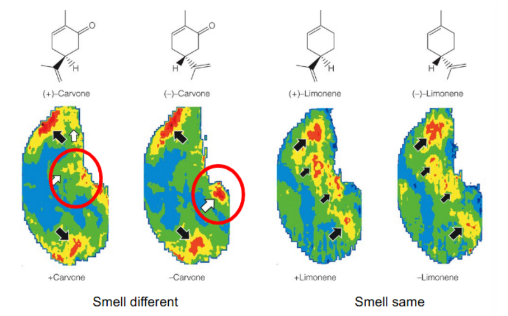 <p><u>for </u><strong><u>activating olfactory bulb</u></strong><u>: methods to view activation of olfactory bulb</u></p><p>describe the optimal imaging method (4)</p><ul><li><p>conclusion?</p></li></ul><ul><li><p>def. chemotopic map</p></li></ul><p>__</p><p>describe the 2DG technique (3)</p><ul><li><p>what does 2DG stand for?</p></li><li><p>conclusion?</p></li></ul><p>describe the picture</p>