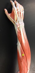 <p>Extends wrist and abducts hand</p>