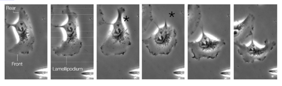<p><strong><em>Protrusion of cell membrane</em></strong></p><p>– Formation of leading edge</p><p>Initiation of new cell-substratum attachment s ites</p><p>– Adhesion molecules stabilise structure at leading edge</p><p>– Structural and signalling molecule complex form on cytoplasmic side – focal contacts</p><p><strong><em>Contractile forces</em></strong></p><p>– Derived from activity of actin-myosin motors</p><p>– Forward movement of cell</p><p><strong><em>Disassembly of adhesions at rear of cell</em></strong></p><p>– Cell retraction</p>