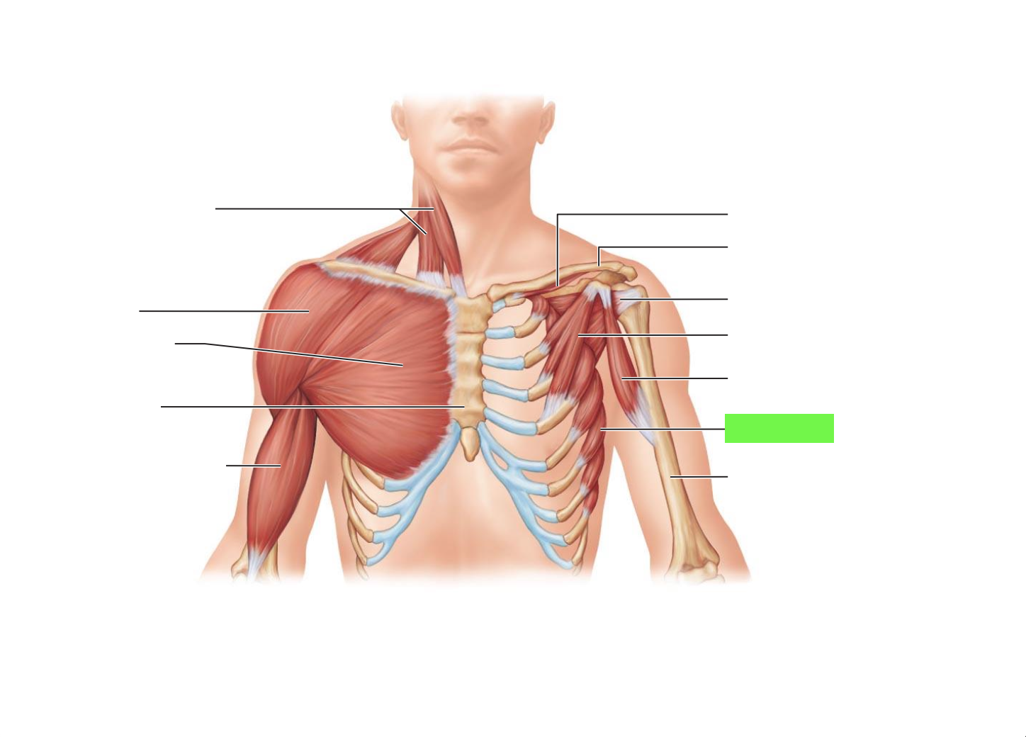 <ul><li><p>Rotes scapula up</p></li><li><p>Holds shoulder blade in place</p></li></ul><p></p>