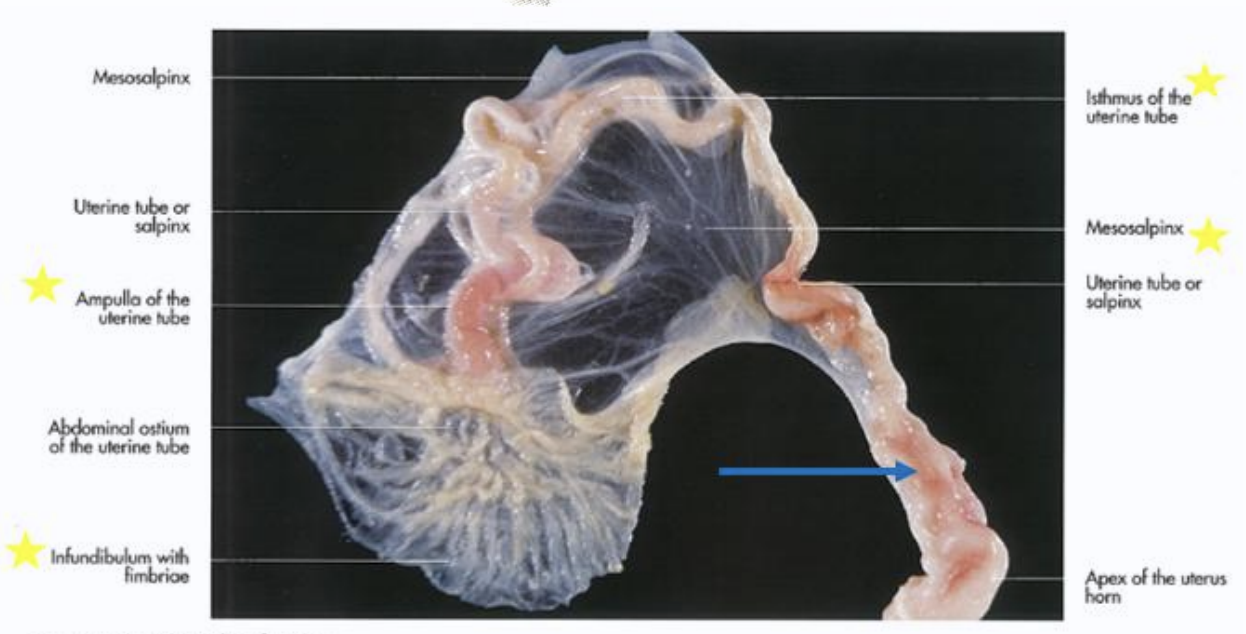 <p>transport ovum to uterus(site of fertilization). Supported by mesosalpinx</p><p></p>