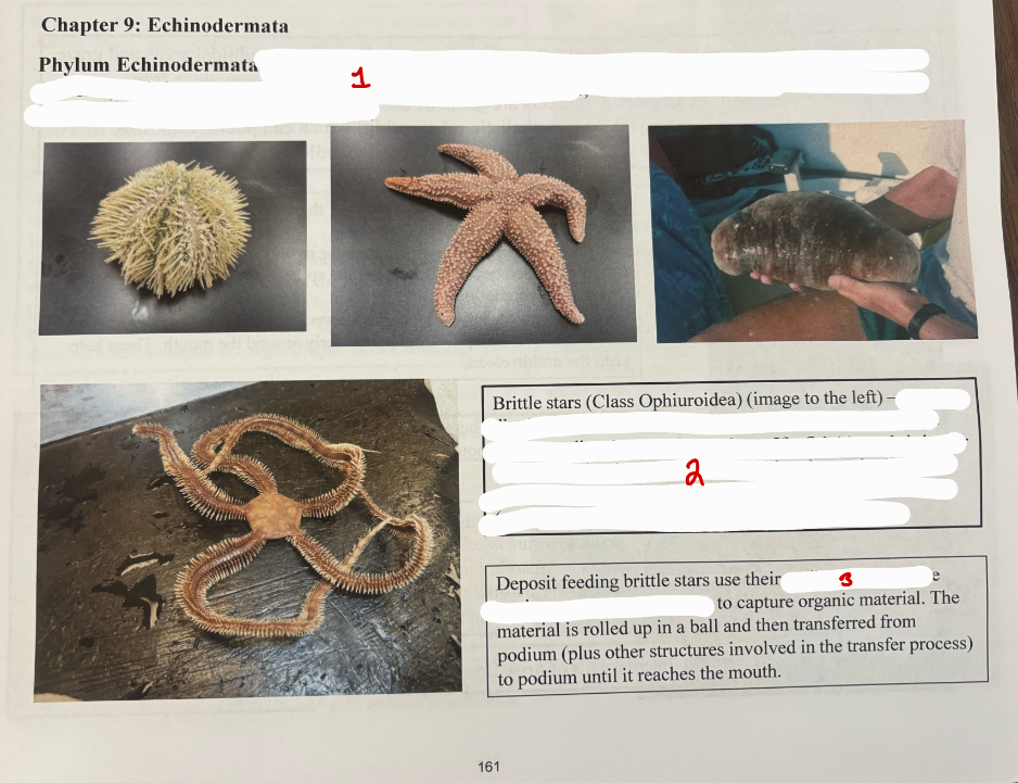 <p>Phylum Echinodermata</p>