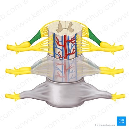 <p>portion that goes to spinal</p>