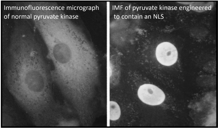 <ul><li><p>Pyruvate Kinase = enzyme involved in last step of glycolysis </p></li></ul><p></p>