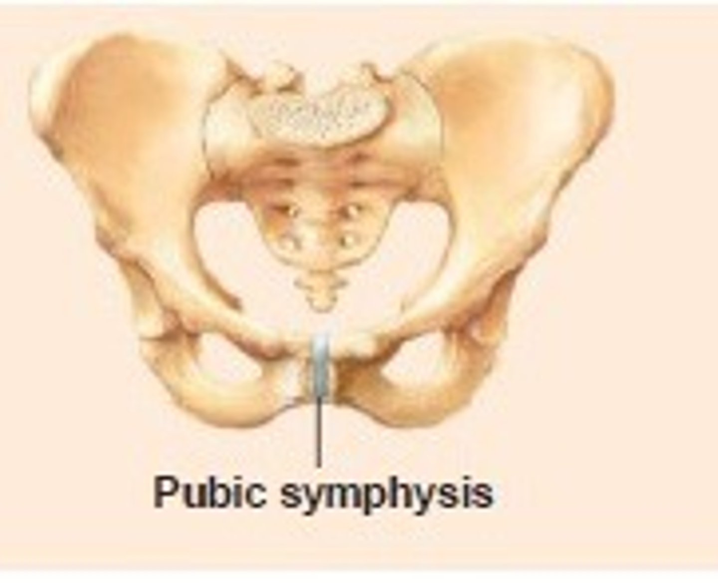 <p>connected by cartilage, No cavity present</p>